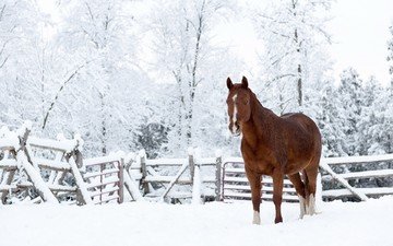 лошадь, снег, природа, зима, конь