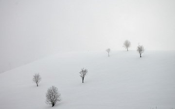 деревья, снег, зима, пейзаж, сугробы