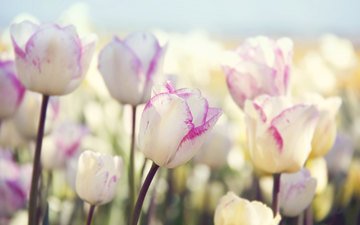 цветы, природа, весна, тюльпаны