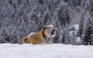 тигр, снег, лес, зима, хищник