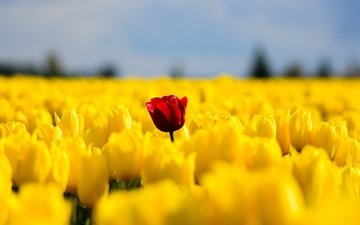 цветы, поле, красный, весна, тюльпаны, желтые