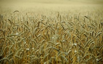 поле, колосья, пшеница, стебли