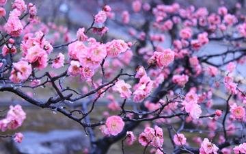 цветы, вода, капли, япония, киото, весна, императорский сад
