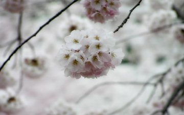 дерево, макро, весна, сакура, ветки цветы