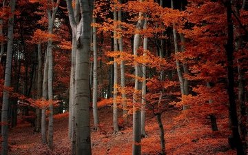 деревья, природа, лес, листья, ветки, осень, оранжевые