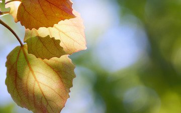 природа, листья, макро, осень, блики, осенние листья