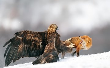 снег, природа, зима, животные, лиса, орел, хищник, бой, птица