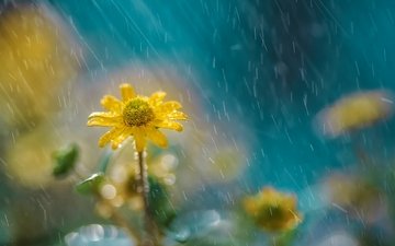 цветы, природа, дождь, желтые
