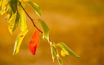 ветка, природа, листья, фон, осень