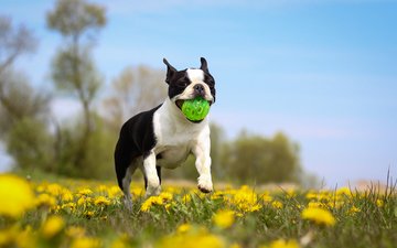 цветы, собака, бостон-терьер, игра.мяч