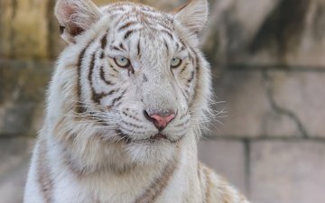 тигр, взгляд, белый, хищник, большая кошка