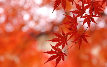 ветка, листья, макро, фон, осень