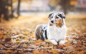 листья, взгляд, собака, австралийская овчарка
