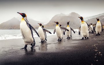 пляж, птицы, пингвины, южная георгия, королевские пингвины