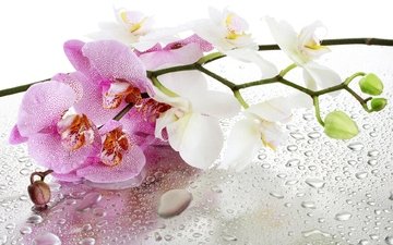 цветы, отражение, капли, орхидеи