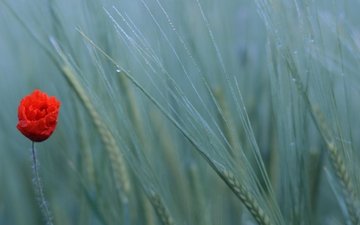 природа, поле, мак, пшеница