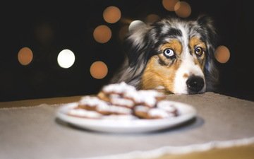 взгляд, собака, печенье, австралийская овчарка