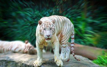 тигр, зелень, взгляд, белый, хищник
