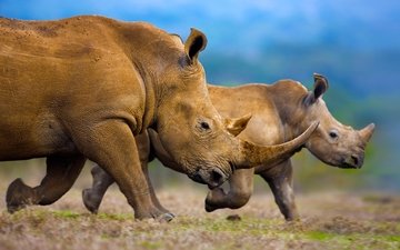 животные, африка, семья, носороги, белый носорог, рог