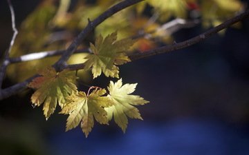 природа, листья, макро, ветки, осень