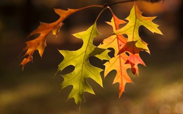 природа, листья, макро, фон, осень