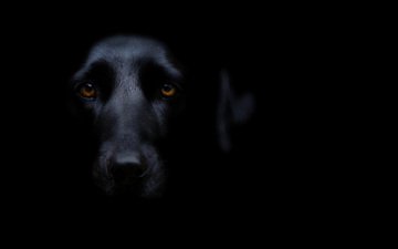 мордочка, взгляд, собака, черный фон, черная, карие глаза