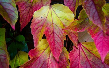 природа, листья, разноцветные, осень