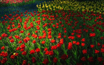 цветы, парк, сад, весна, тюльпаны, клумба