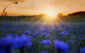 цветы, трава, солнце, утро, поле, синие, васильки