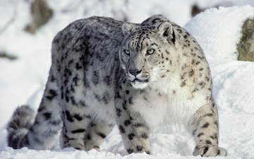 хищник, снежный барс, ирбис, снежный леопард