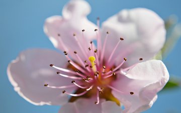 цветок, лепестки, весна, blossom, ramona răican
