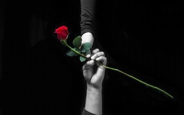 цветок, роза, красная, любовь, черный фон, руки, черный фон