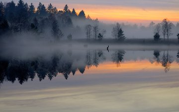 озеро, лес, утро, туман, рассвет, пруд, гладь