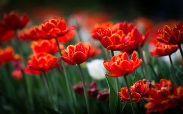 цветы, поле, лепестки, весна, тюльпаны