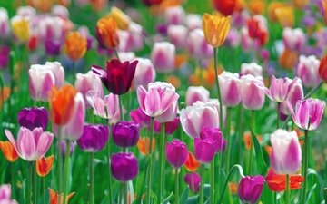 цветы, разноцветные, весна, тюльпаны, разные