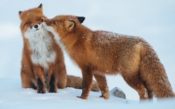 снег, зима, животные, пара, хищники, лисы