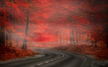 дорога, деревья, лес, листья, пейзаж, туман, осень, красные, природа.