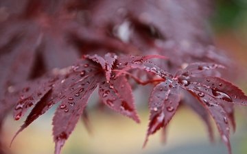 ветка, листья, роса, капли, красные, клен, боке, после дождя, японский