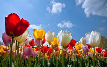 небо, цветы, облака, бутоны, лепестки, разноцветные, весна, тюльпаны