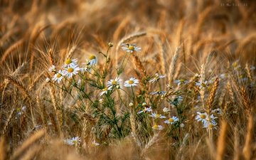 цветы, природа, поле, лето, колосья, пшеница, ромашки