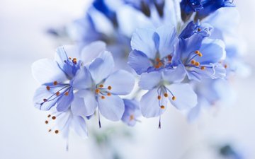 цветы, цветение, макро, лепестки, тычинки, размытость, весна, голубые