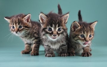 кошки, котята, маленькие, милые, little kittens