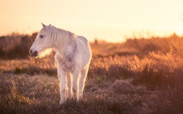 свет, лошадь, природа, конь