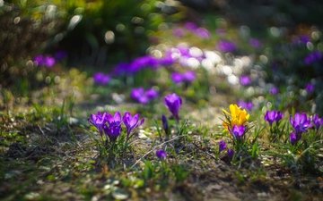 цветы, природа, весна, крокусы, боке, sorin mutu