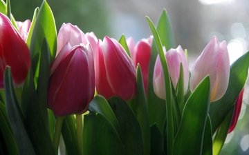 цветы, фон, весна, тюльпаны