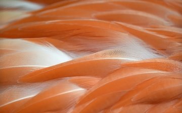 фламинго, цвет, перья