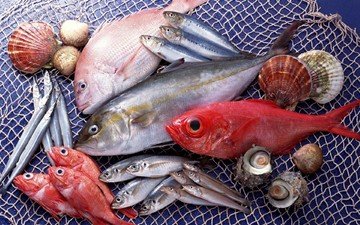 ракушки, сеть, рыба, морепродукты, разнообразие, свежая