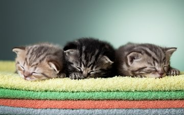 сон, кошки, малыши, котята, полотенце, трио, полотенца, спящие, махровые