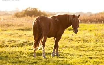 лошадь, трава, солнце, лето, пастбище, конь, hourse