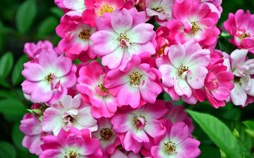 цветы, дерево, цветение, макро, весна, цвеение, розо-белые